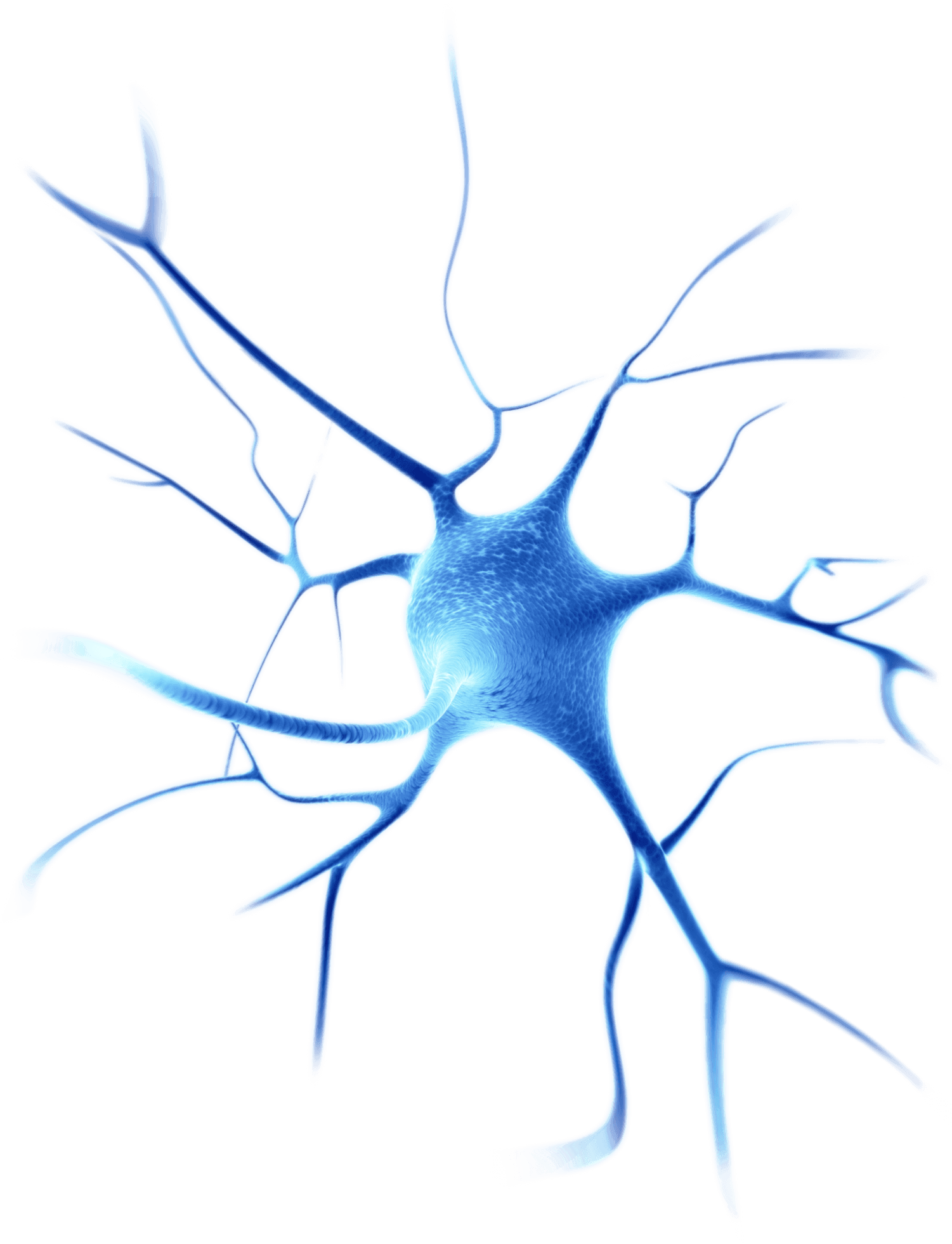 Neuron - Neuroscience Png (1501x1960), Png Download