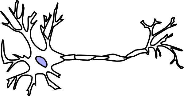 Picture Transparent Download Biology Free Collection - Brain Neuron Clip Art (600x312), Png Download