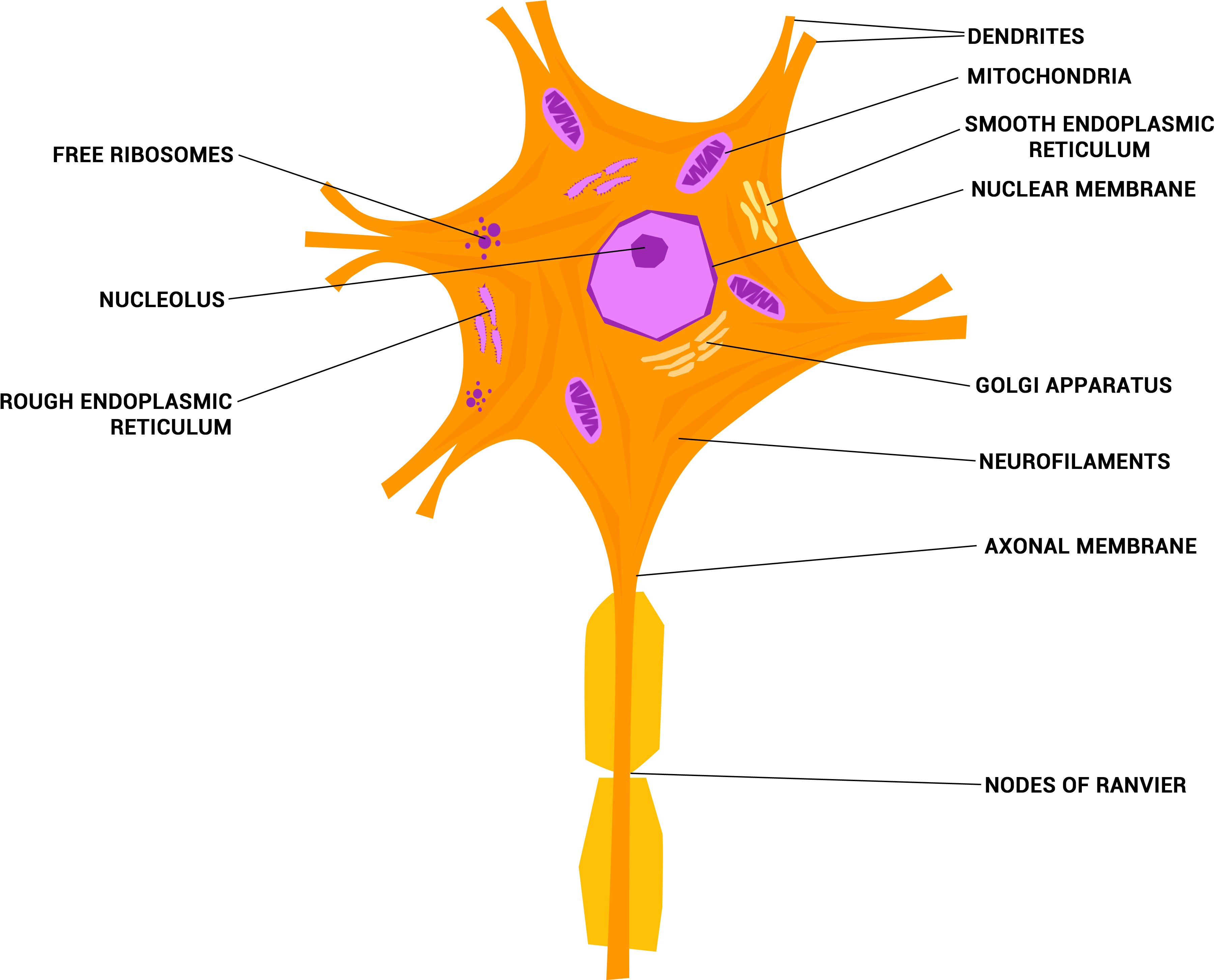 Neuron Or Nerve Cell - Nervous Tissue Neuron (4096x3112), Png Download