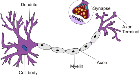 Each Neuron Consists Of A Cell Body Which Are Connected - Neuron Model (480x259), Png Download