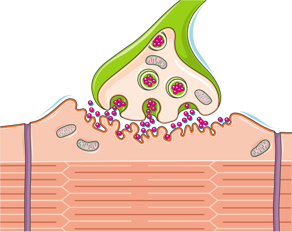 Neuromuscular Synapse - Synapse (993x790), Png Download
