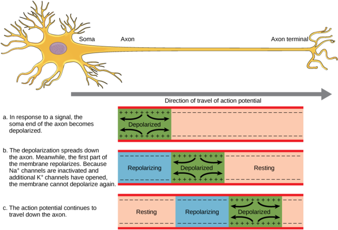 Image - Neuron Axon Action Potential (680x474), Png Download
