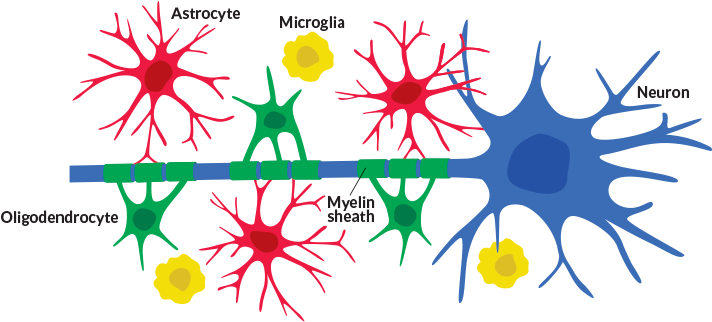 Brains Clipart Neuron - Celulas Gliales Y Neuronas (730x329), Png Download