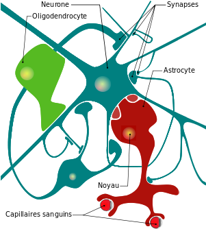 Cell Drawing Neuron - Neuron Diagram With Glial Cells (300x424), Png Download