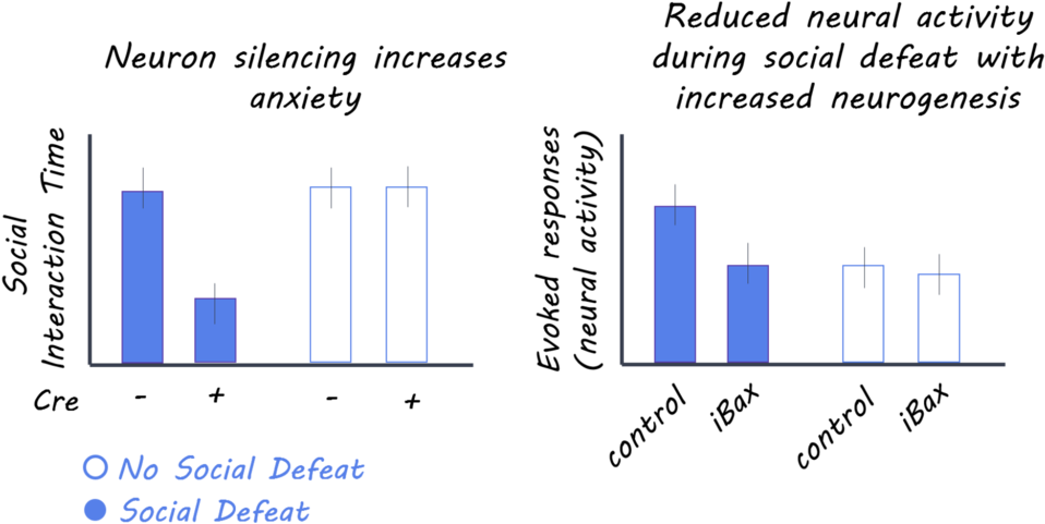 Hippocampus1800 - Portable Network Graphics (1000x517), Png Download