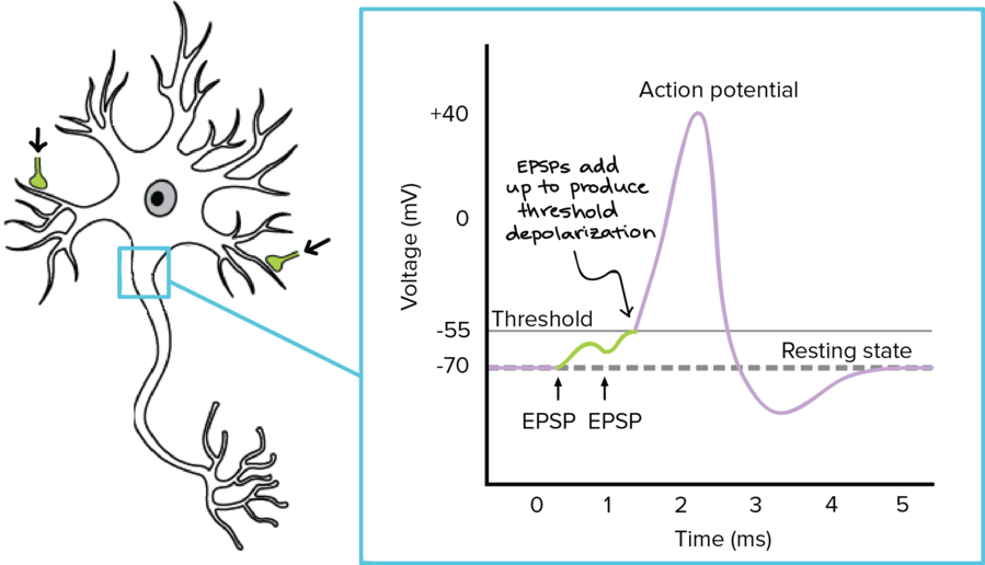 Download Head Clipart Neuron Action Potential Synapse - Diagram (899x516), Png Download