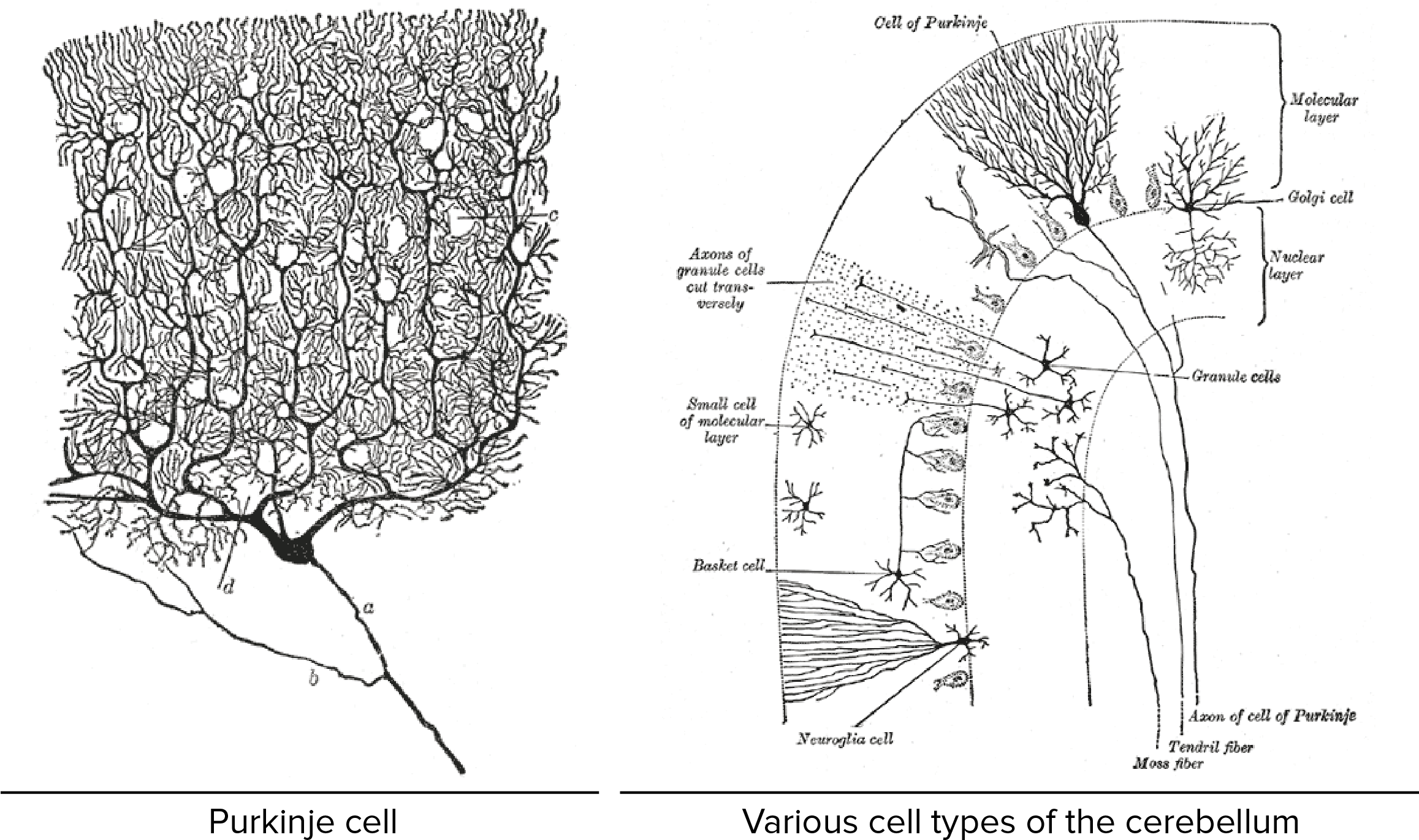 Png Transparent Download Overview Of Neuron And - Beautiful Brain: The Drawings Of Santiago Ramon Y Cajal (2550x1404), Png Download