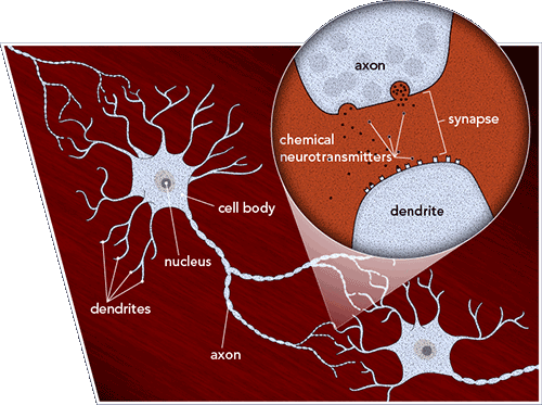 Neurons - Chemical Reaction Nucleus Of Neuron (500x373), Png Download