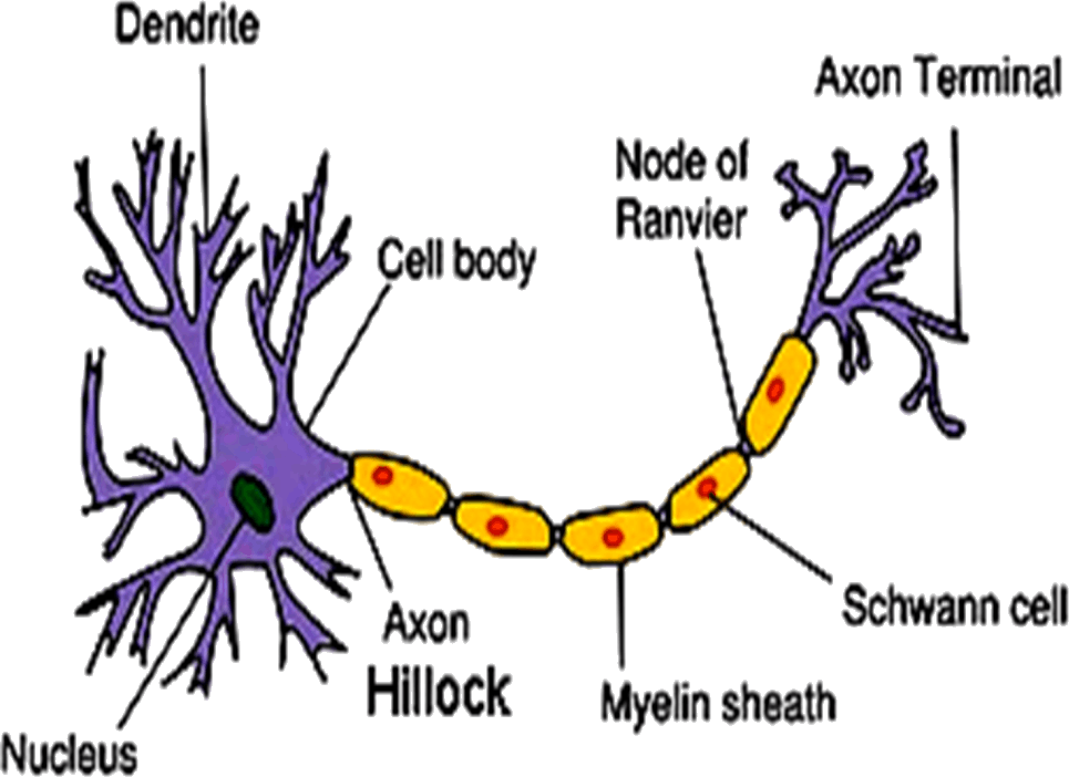 Image Of Structure Of Neuron - Neuron Structure Throw Blanket (965x702), Png Download