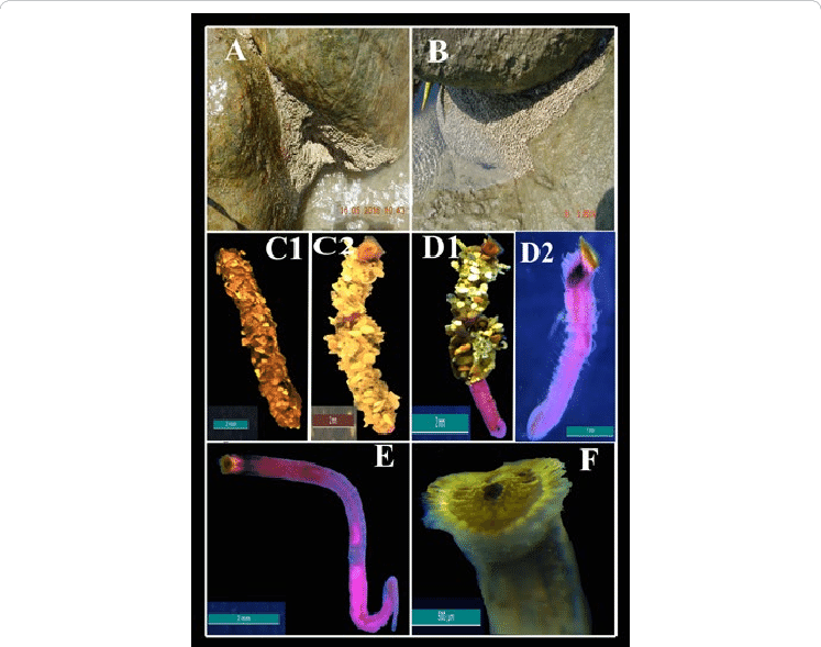 Sand Castle Reef, (b) In Between The Two Rocks, (c1) - Visual Arts (747x589), Png Download