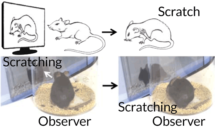 Scratching Mice - Mice Itch (730x437), Png Download