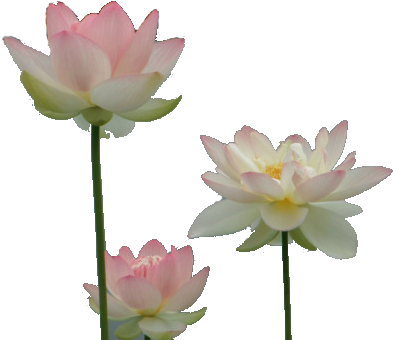 Drawing Chinese Water Lily - Water Lilies Transparent (466x363), Png Download
