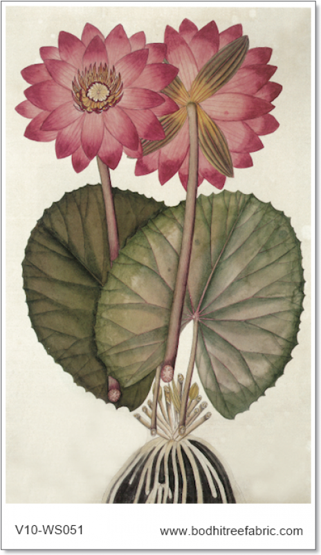 Botany (600x800), Png Download