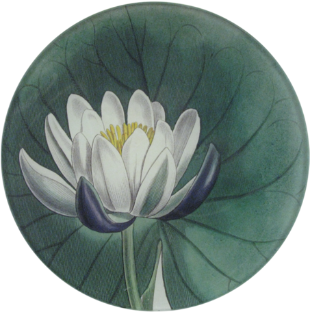 Water Lily Water Lily - Water Lilies (500x500), Png Download