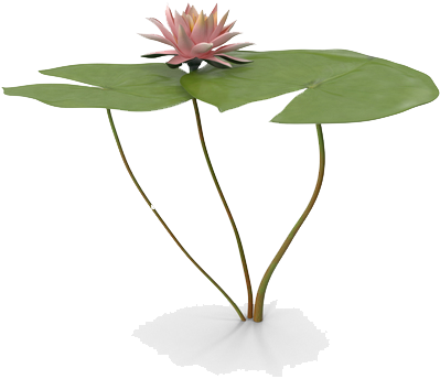 Water Lily Png Free Download - Water Lily Png (600x600), Png Download