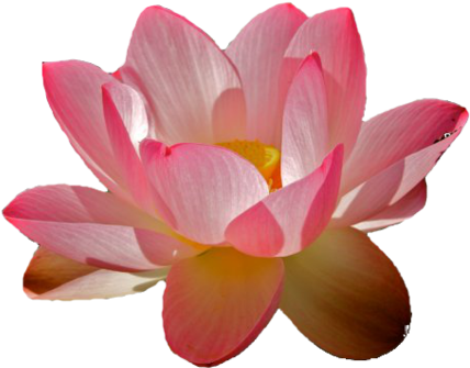 I'm - Transparent Water Lily Png (500x404), Png Download