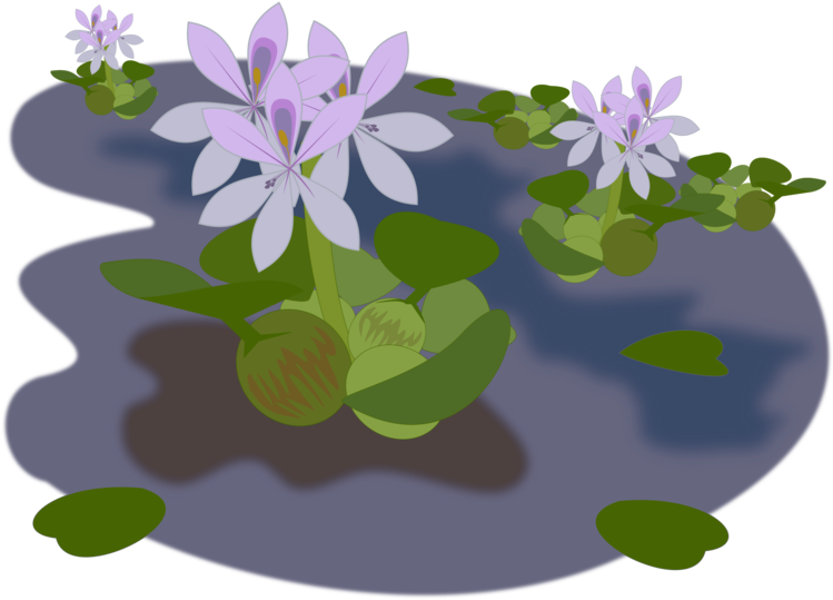 Common Water Hyacinth Aquatic Plants Water Lilies Pond - Water Hyacinth Clipart (750x750), Png Download