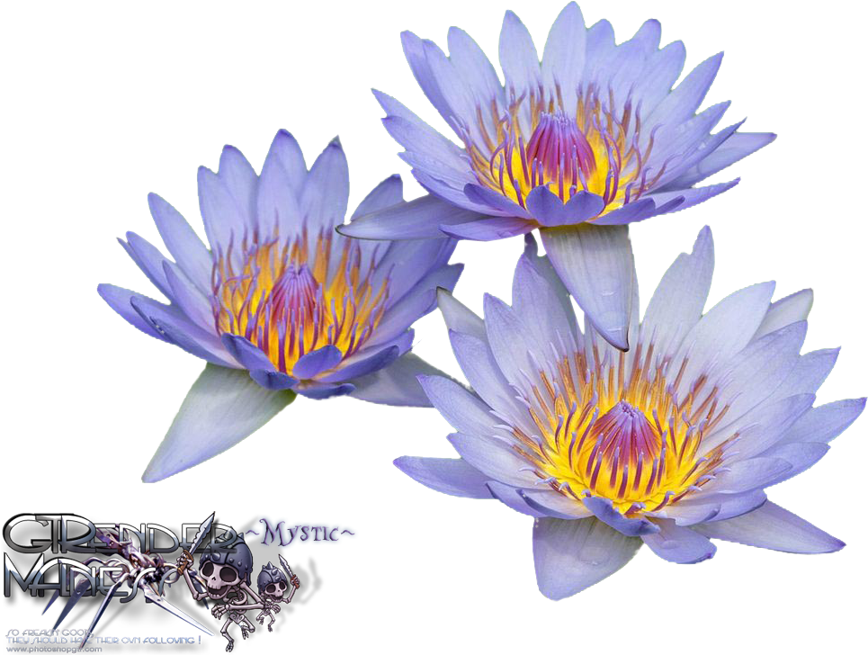 Liked Like Share - Water Lilies (1024x768), Png Download