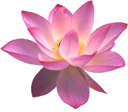 Contact Us About This Article - Lotus Flower Transparent Background (456x391), Png Download