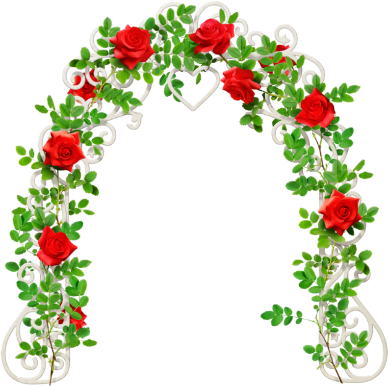 Forgetmenot - Garden Roses (799x800), Png Download