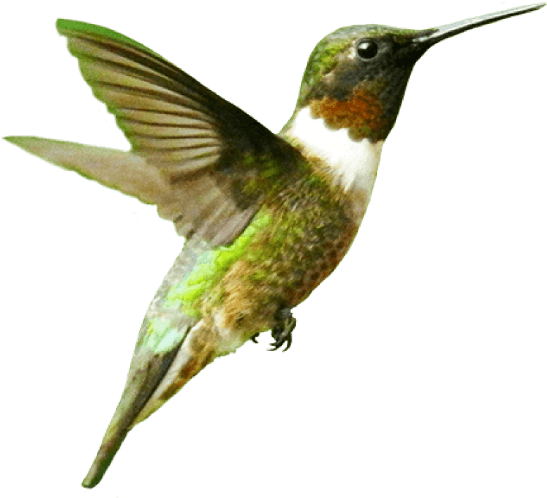 Free Png Bird Png Images Transparent - Humming Bird Png (850x737), Png Download