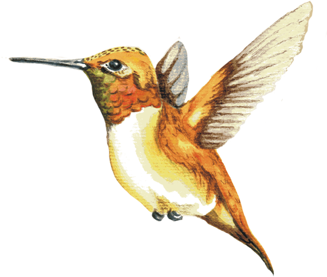 Image Of A Rufous Hummingbird - Ruby-throated Hummingbird (651x586), Png Download