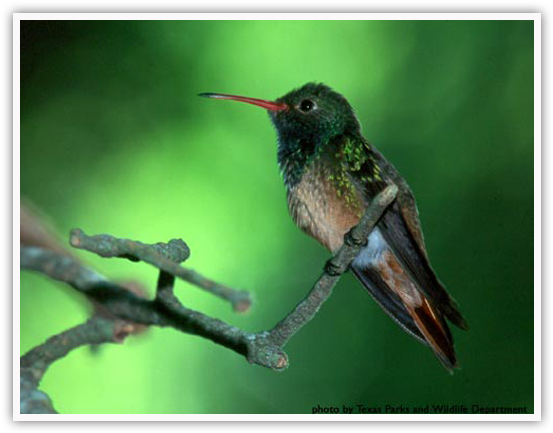 Buff-bellied Hummingbird - 2006-2007 Class Trip Directory South West Central (578x448), Png Download
