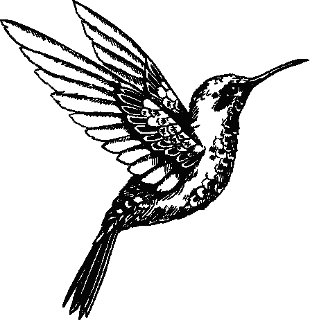 Hummingbird - Pittock Mansion (447x462), Png Download