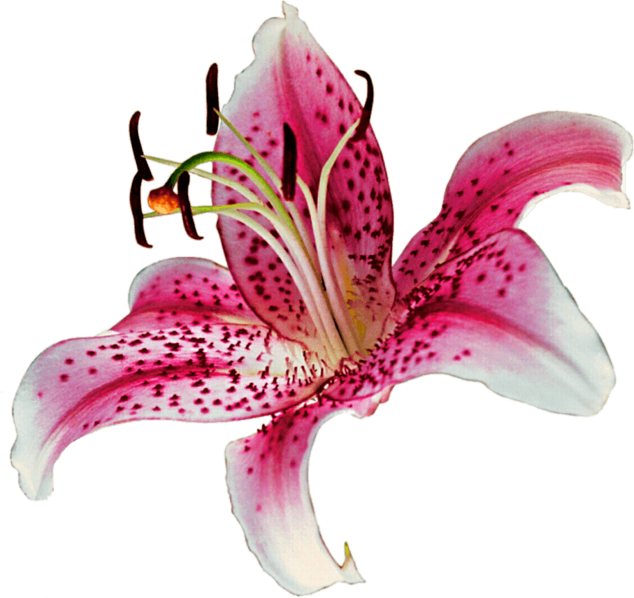 Stargazer Lily Clipart - Lily Transparent Background (924x865), Png Download
