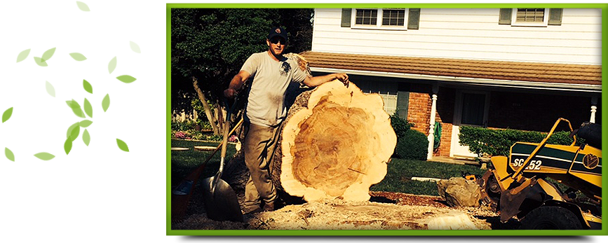 Stump Removal - Phillips Tree Care (950x350), Png Download