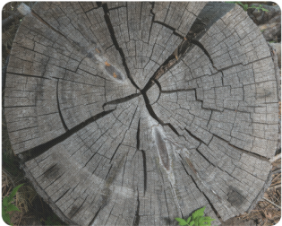 Dried Tree Stump Rectangle Mousepad - Plank (500x500), Png Download