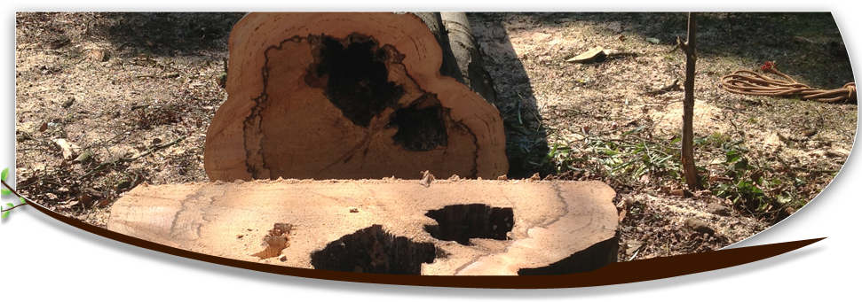 Stump Grinding Qualified Tree Surgeons - Bath (970x350), Png Download