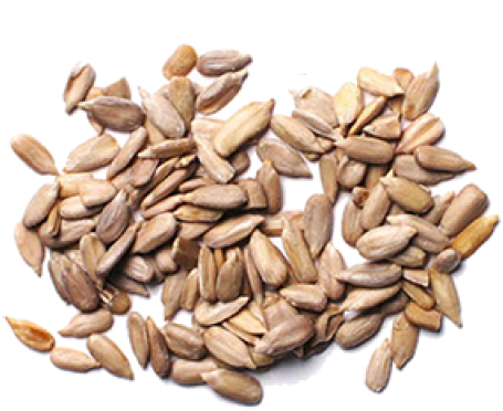 Sunflower Seeds Png Image - Sunflower Seeds (500x500), Png Download