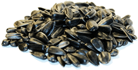 Free Png Sunflower Seeds Png Images Transparent - Semechki Png (480x480), Png Download