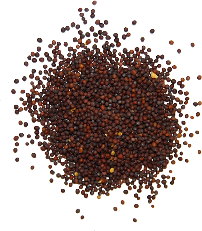 download mustard seed brown ground black pepper png png image with no background pngkey com ground black pepper png png image with