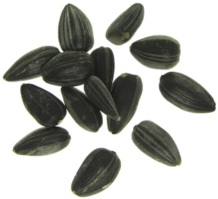 Free Free 247 Transparent Background Sunflower Seeds Clipart SVG PNG EPS DXF File