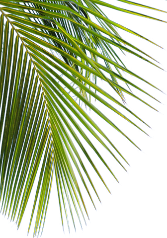 Original Red Stripe Jamaican Lager Beer - Png Red Stripe Beer (336x479), Png Download