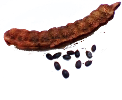 The Legumes Of Acacia Concinna , Form A Considerable - Cervelat (436x350), Png Download