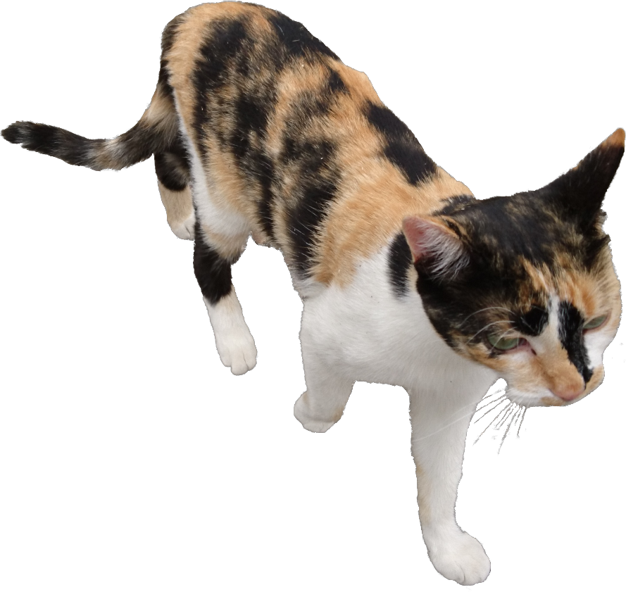 Cat Transparent Pngs ⚡ - Domestic Short-haired Cat (889x841), Png Download