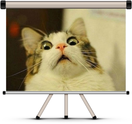 “best Cat Video” & “best Cat Picture” Contest - Funny Cat Face Meme (610x488), Png Download