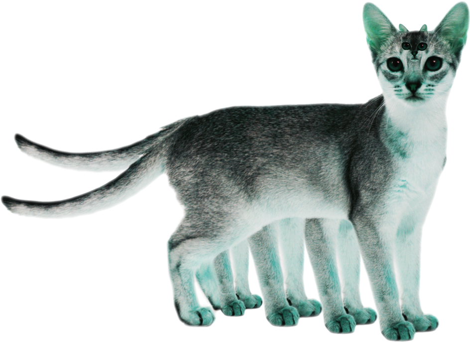Cat Mutant - “ - White Abyssinian Cat (1063x751), Png Download