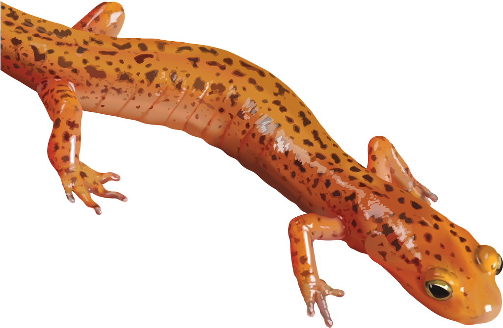 Salamander Png Clipart - Red Salamander Transparent Background (1024x747), Png Download
