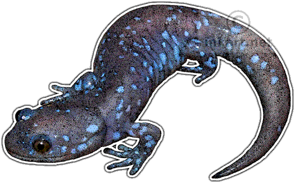 Newt Drawing Salamander Graphic Black And White - Blue Spotted Salamander Png (590x367), Png Download