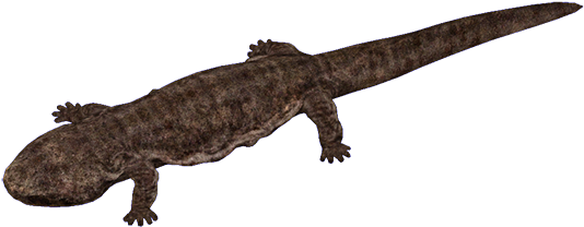 Salamander - Chinese Giant Salamander Png (533x533), Png Download