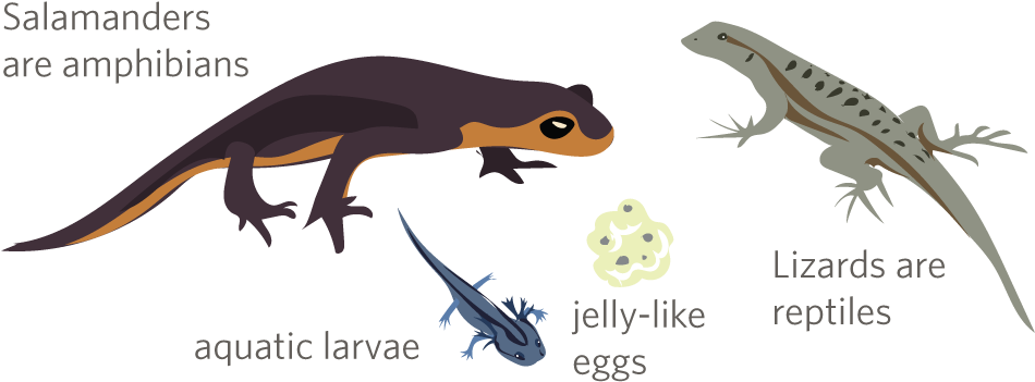 But Salamanders, Frogs And Other Amphibians, With Their - Inaturalist (1000x400), Png Download