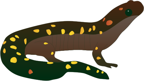 Amphibian Drawing Salamander Vector Transparent Download - Spotted Salamander Drawing (502x282), Png Download