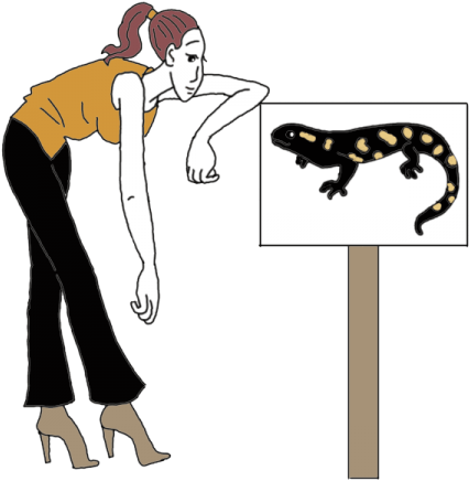Salamander - Clip Art (450x450), Png Download