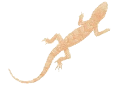 House Gecko (433x317), Png Download