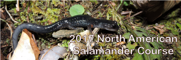 2017 Salamander Course En (635x300), Png Download