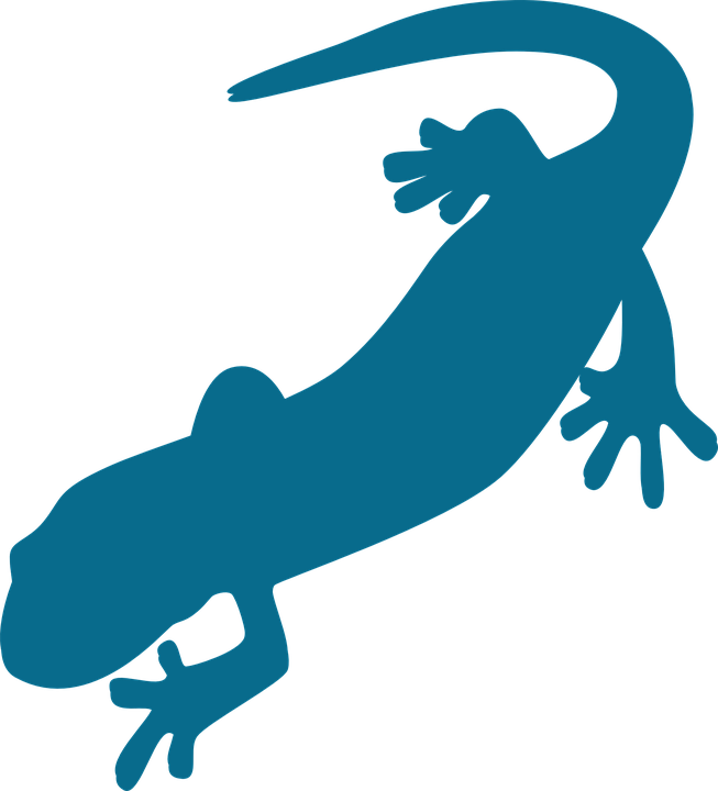 Salamander Png Pic - Salamander Clipart (653x720), Png Download